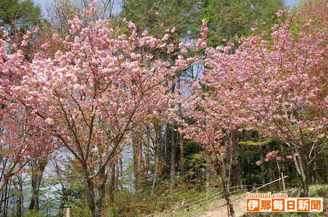 八重桜は面白い