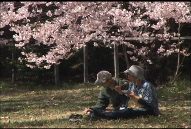 高遠城址公園　桜満開