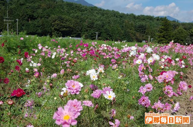 200万本のコスモス咲き始め、飯島の秋を彩る