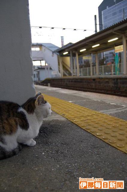 伊那市駅に姿を見せる「駅猫」