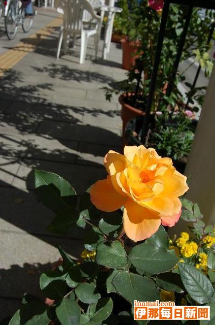 通り町のアンネのバラ咲く