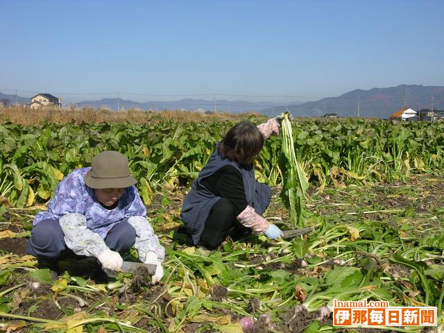 南箕輪村大泉営農組合<br>野沢菜と大根の収穫体験