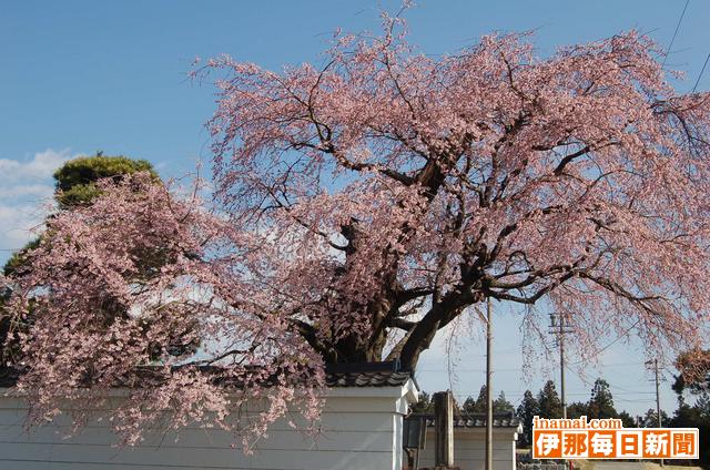 伊那三女ゆかりの西岸寺のシダレ桜満開