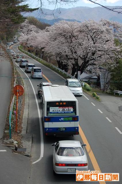 高遠の桜満開<br>渋滞もピークに