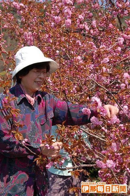 茶用の八重桜　摘み取り始まる