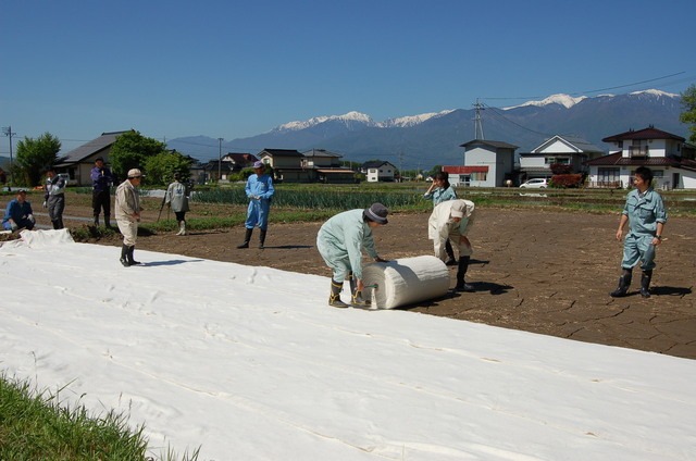 伊那米試験地で水稲布マルチ直は栽培の栽培試験