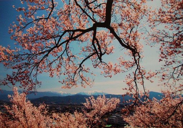 伊那市桜写真コンテスト2007で向山世男さんの作品が最優秀賞
