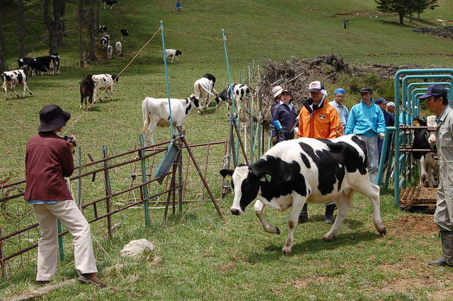 入笠牧場で乳牛の放牧が始まる