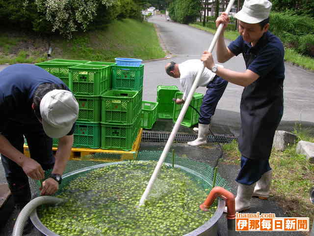 上伊那産の竜峡小梅で梅酒仕込み