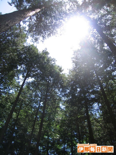 【朝の学舎】森の木漏れ日　≪森の空を見上げてみよう≫