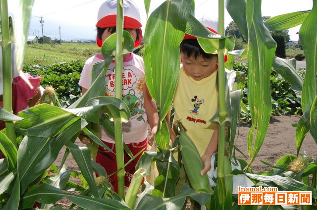 西部保育園の園児がトウモロコシの収穫体験