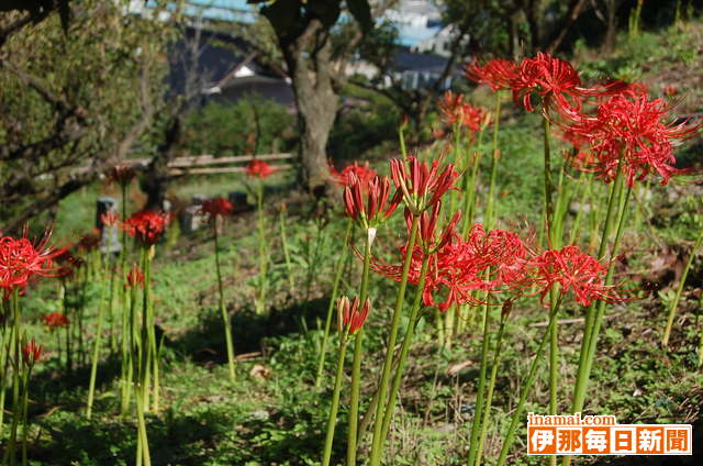 1万本のマンジャシャゲ2分咲きに、中川村沖町は満開