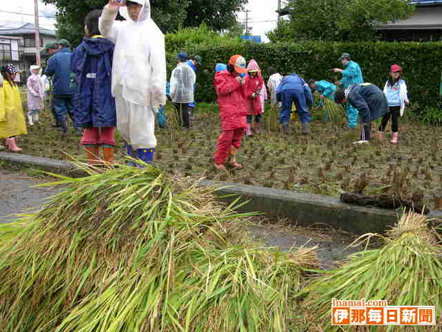 あぐりスクール駒ケ根校が稲刈り