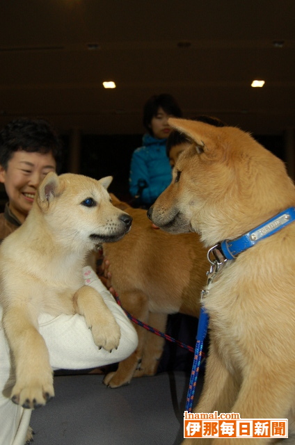 有害鳥獣対策の助っ人、北海道犬が到着