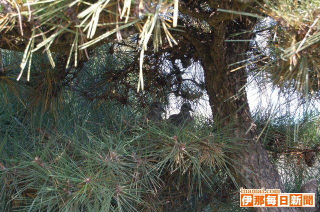 箕輪町郷土博物館の松の木でハトが子育て