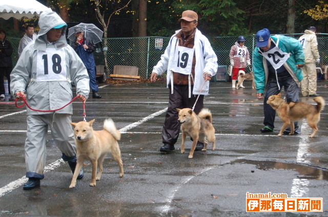 天然記念物北海道犬協会関東連合会第31回展覧会