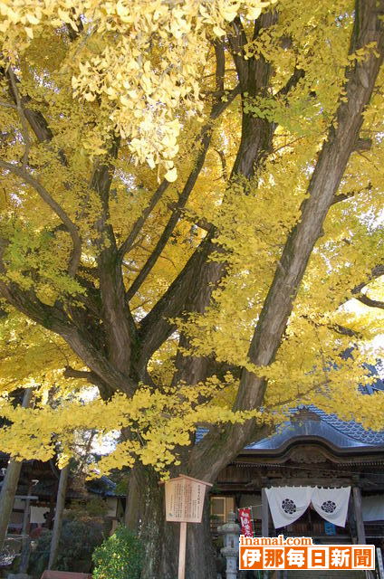 恩徳寺にあるイチョウの大木、黄葉が見ごろ
