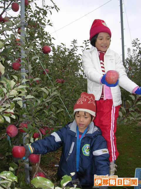 リンゴの木オーナー収穫祭