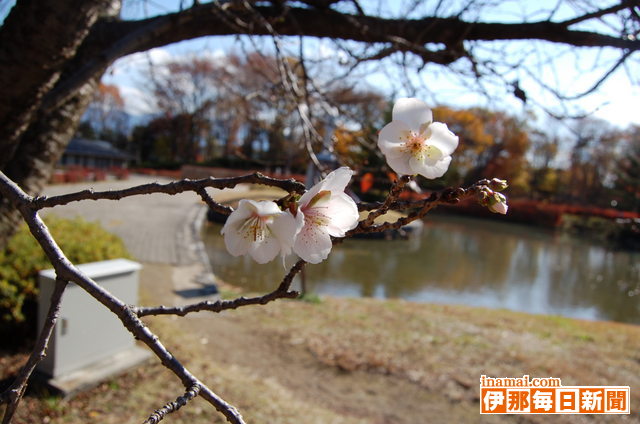 初冬の空に、四季桜さく