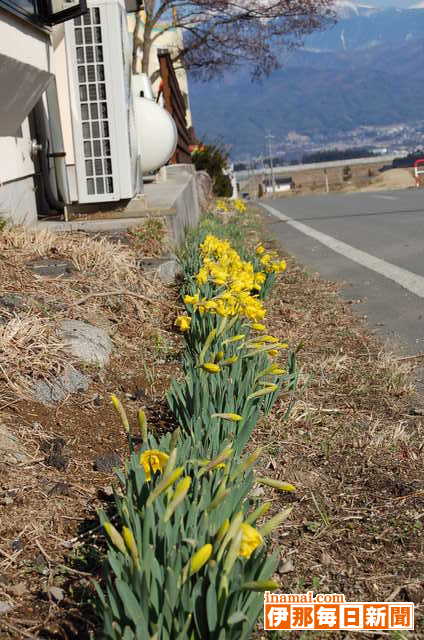 ラッパスイセン咲いて、春彼岸の入り