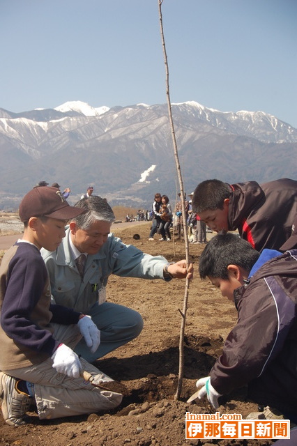 青島堤防でソメイヨシノ45本を植樹