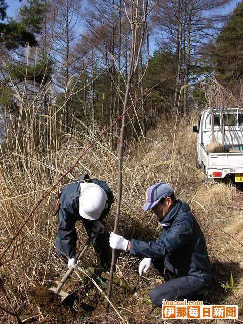 萱野高原に桜の苗木植樹