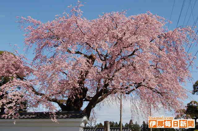 伊那三女ゆかりの西岸寺のシダレ桜満開