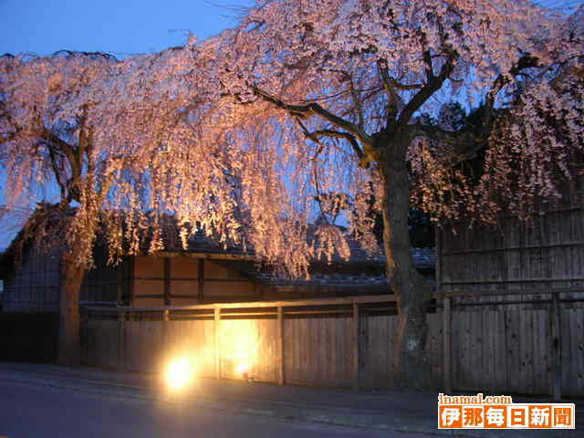 宮田宿本陣で夜桜妖艶に初のライトアップ、