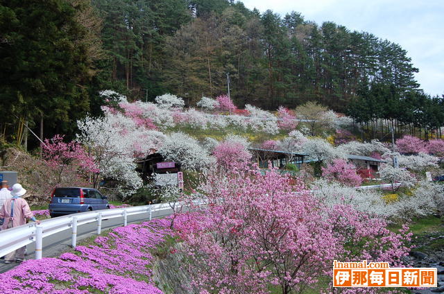 駒ケ根中沢の花桃の里見ごろ