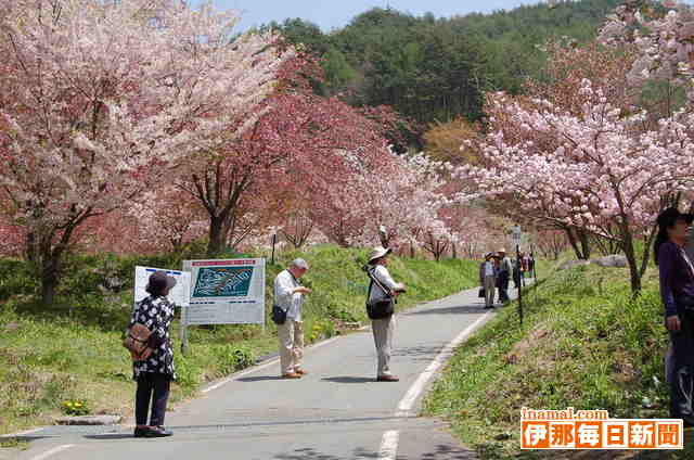 花の丘公園の八重桜、山桜が見ごろ