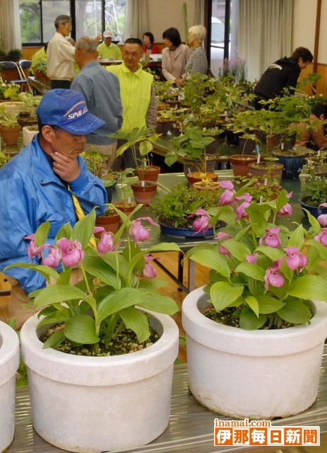 西駒山野草展示会　11日まで