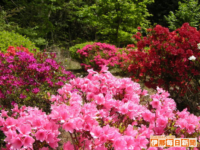 美空ひばり歌の里のツツジが開花