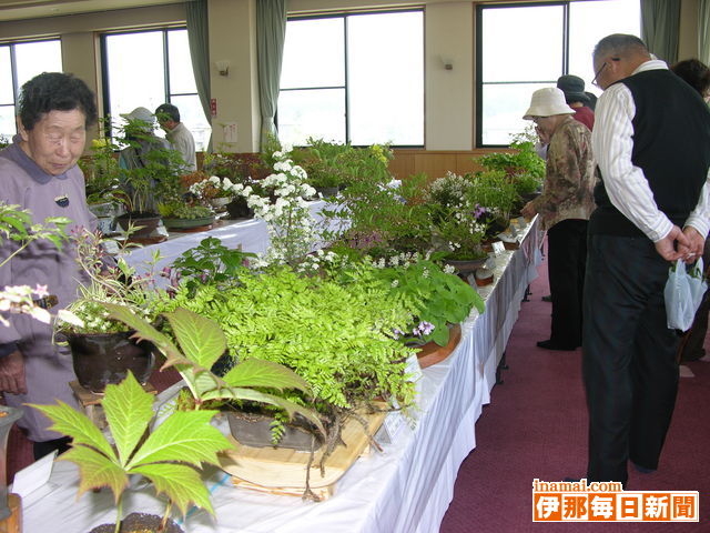 信州みのわ山野草クラブ「春の山野草展示会」