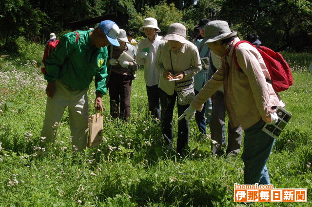 初夏の草花観察会