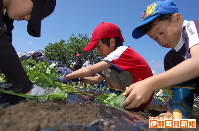 飯島地区青少年育成会がサツマイモの苗植え