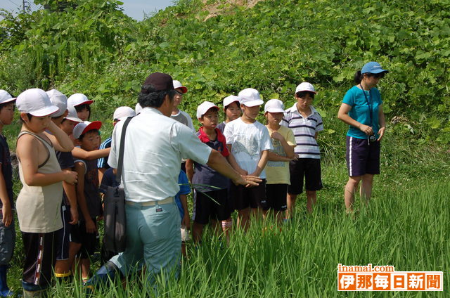 東伊那小5年生がJA上伊那の農政対策委員のメンバーから稲の育て方を学ぶ