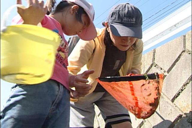 伊那市東春近で、田んぼの生物調査