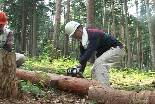 新宿区の企業、ますみヶ丘平地林で林業体験