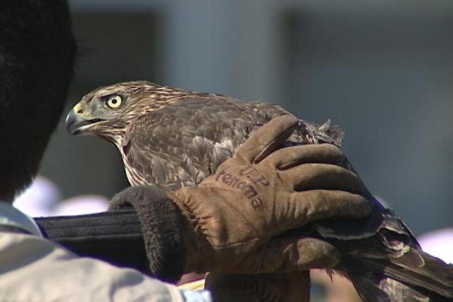 ケガ回復のオオタカ放鳥<br>箕輪中部小児童見守る