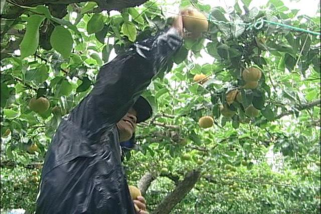 台風接近で果樹農家大忙し