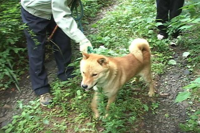 北海道犬による野生獣追い払い事業　来週にも会見