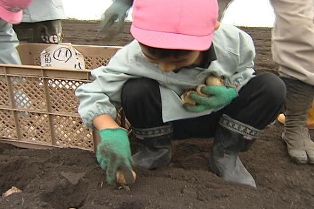 箕輪町Eグループチューリップの球根植付け