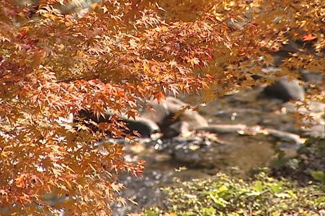 もみじ湖周辺　紅葉見ごろ