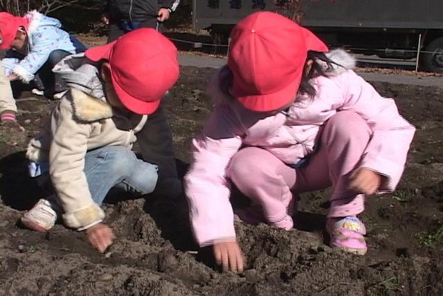 チューリップの球根植え<br>花いっぱい運動に園児参加