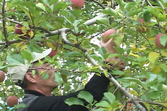 りんごオーナー園収穫祭
