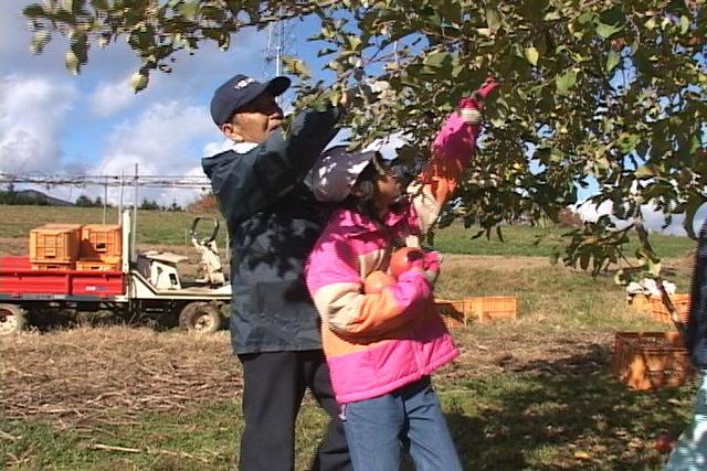 東春近小学校4年生がリンゴ収穫体験