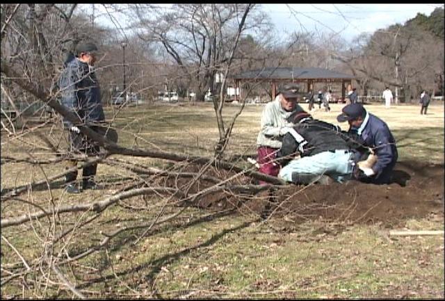 伊那公園桜愛護会が桜の植樹