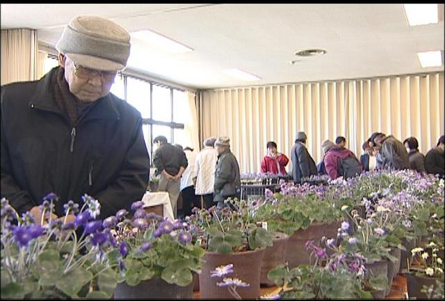 雪割草展示会