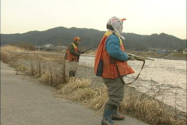 カワウ一斉駆除