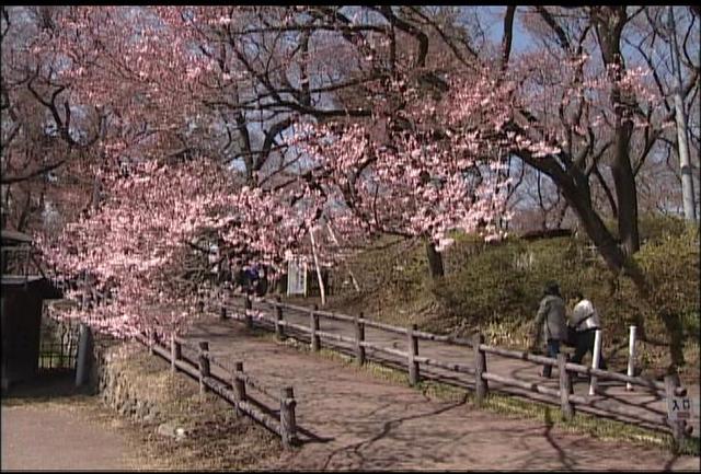 高遠城址公園の桜　開花宣言
